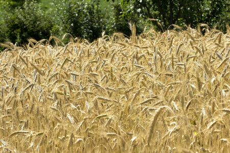Wheat fieldの写真素材