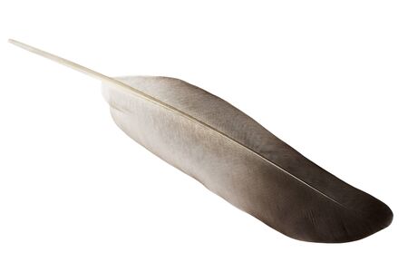 Single pigeon feather on whiteの写真素材