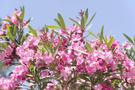 Pink oleander branchの写真素材