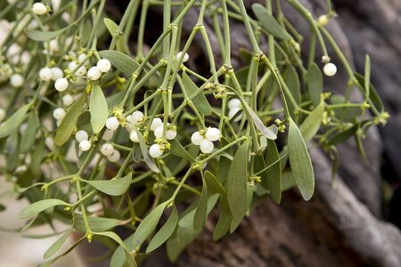 Bunch of mistletoeの写真素材