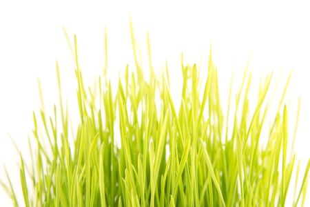 Green wheat plants  on a white backgroundの写真素材