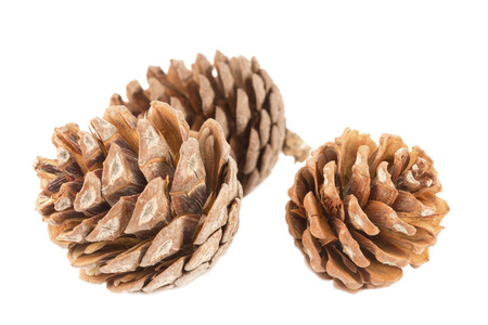 Three pine cones close upの写真素材