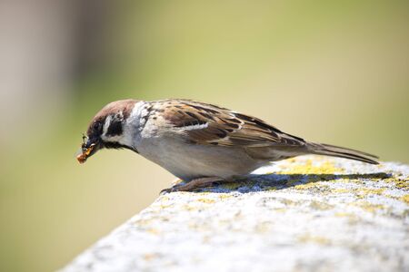Sparrow standing on a stone wall eating a waspの写真素材