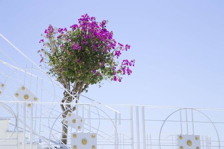 Bougainvillea flowers on an Mediterranean terrace
