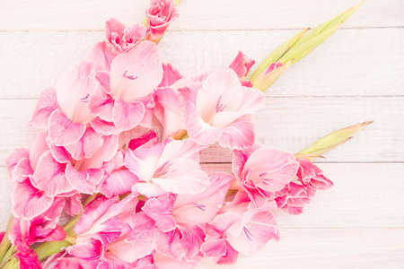 Pink gladiolus on a white wood backgroundの写真素材