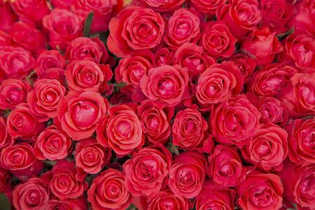 Red roses backgroundの写真素材