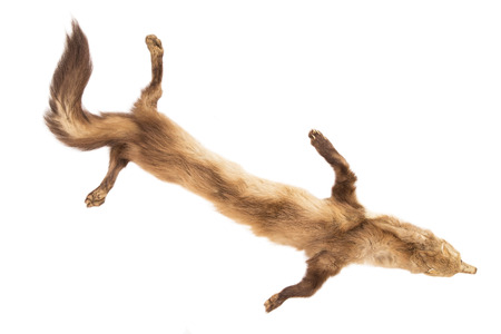 Marten fur collar on a white backgroundの写真素材