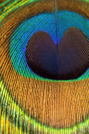 Peacock feather close up texture