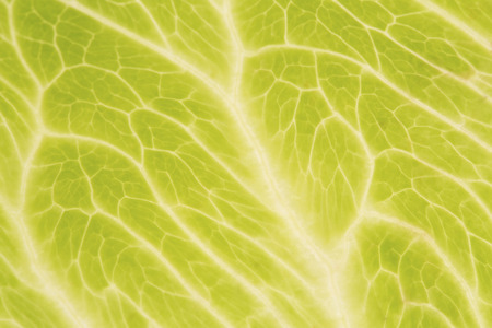 Iceberg lettuce leaf close up as backgroundの写真素材