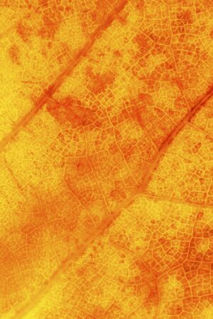 Autumn leaf texture close upの写真素材