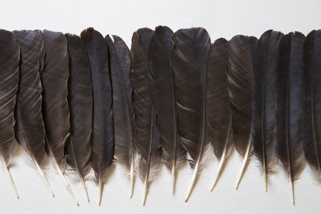 Black raven feathers on a gray backgroundの写真素材
