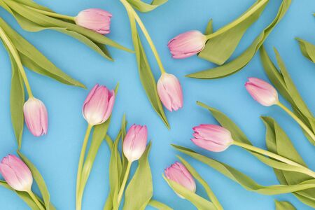 Pink tulips on blue backgroundの写真素材