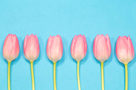 Row of the pink tulips on blue backgroundの写真素材