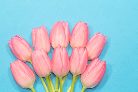 Pink tulips on blue backgroundの写真素材