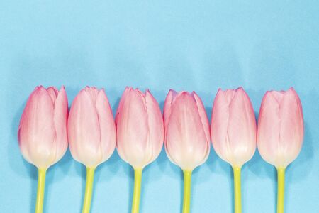 Row of the pink tulips on blue backgroundの写真素材