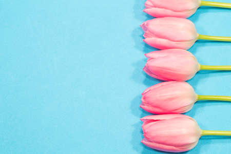 Row of the pink tulips on blue backgroundの写真素材