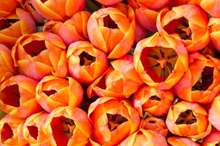 Orange tulips backgroundの写真素材