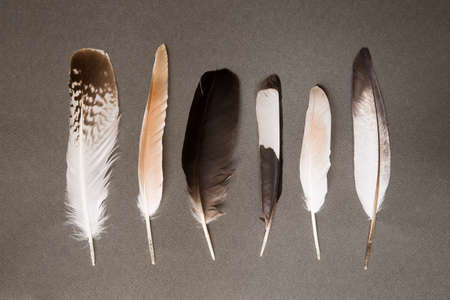 Various feathers on a gray cardboard background