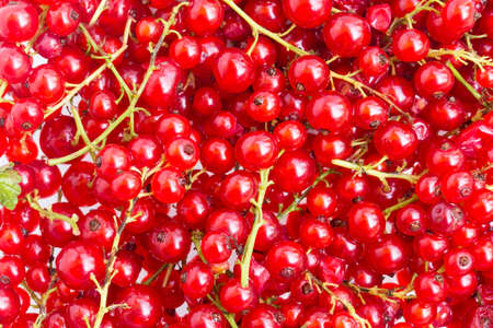 Red ripe current