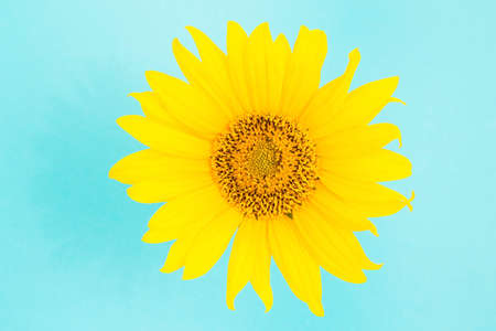 Sunflower isolated on blue backgroundの写真素材