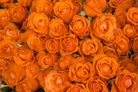 Bunch of the orange roses as backgroundの写真素材