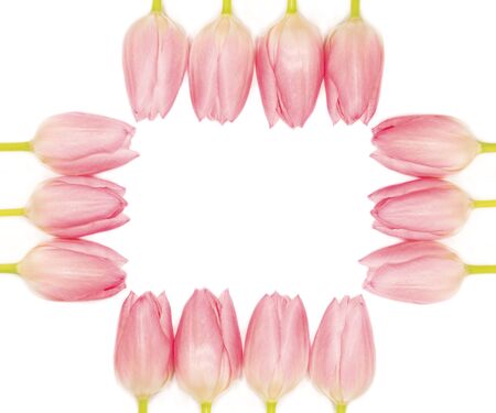 Pink tulips frame on white backgroundの写真素材