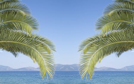 Palm tree branches over a blue skyの写真素材