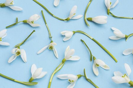 Snowdrops on a blue background