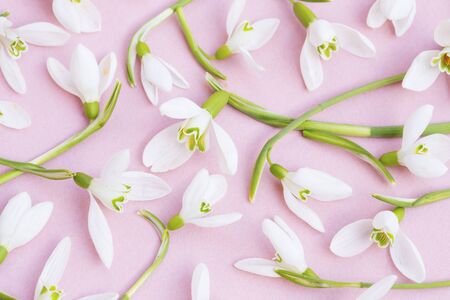 Snowdrops on pink backgroundの写真素材