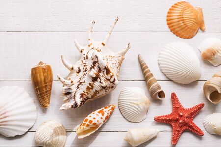 Seashells on white wooden backgroundの写真素材