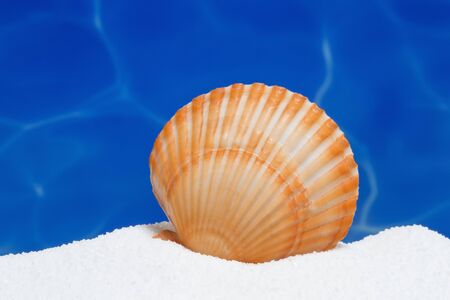 Summer background with a seashell