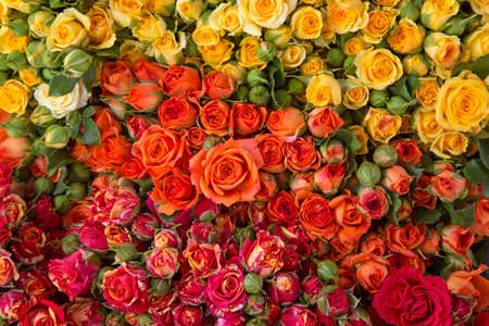 Colorful roses on the marketの写真素材