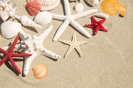 Seashells and starfish collection on beach sand