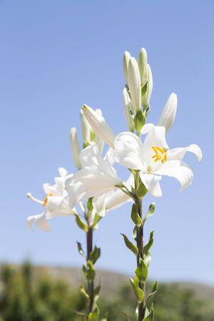 White lilies over blue sky backgroundの写真素材