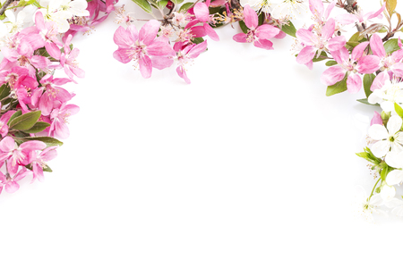 Spring blossom on white backgroundの写真素材