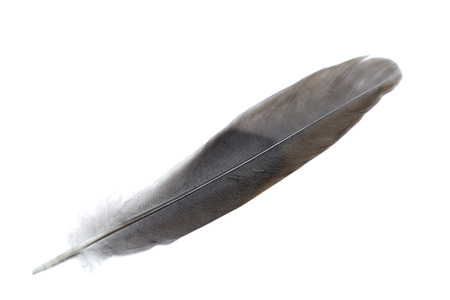 Single feather on white backgroundの写真素材