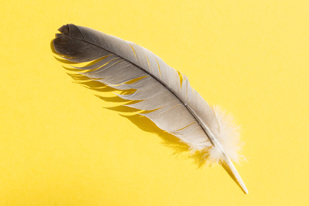Single feather on yellow backgroundの写真素材