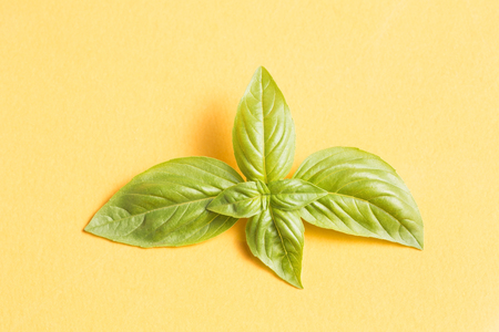 Basil leaf on yellow backgroundの写真素材