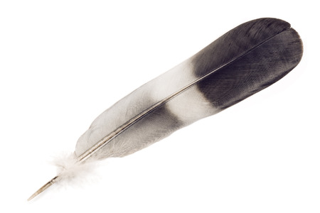 Single feather isolated on whiteの写真素材