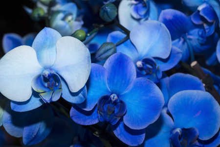 Blie orchids close upの写真素材