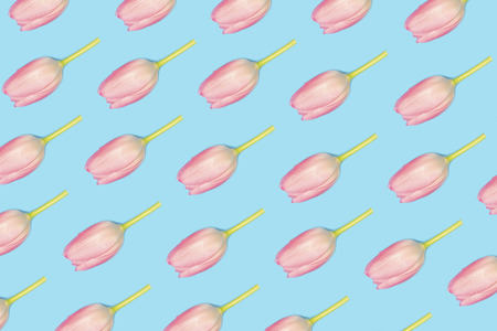 Pink tulips pattern on blue background