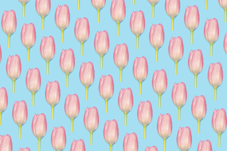 Pink tulips pattern on blue backgroundの写真素材
