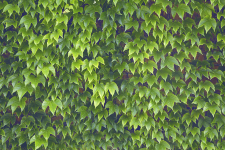Green ivy over grunge wall as background