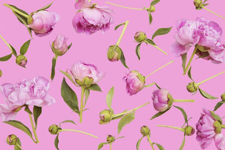 Pink peonies on pink backgroundの写真素材