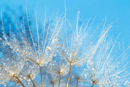 Dandelion close up over blue backgroundの写真素材