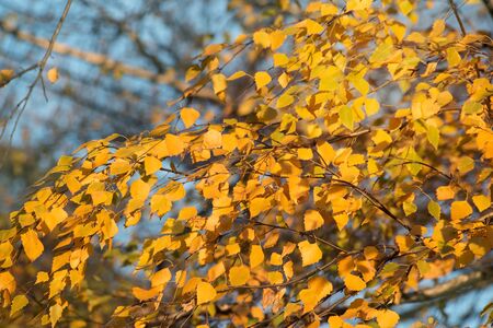 Branch with the dry yellow autumn leavesの写真素材