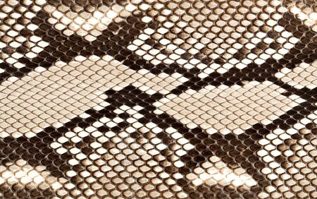Snake skin texture closeup