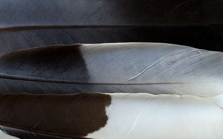 Black and white feathers textureの写真素材
