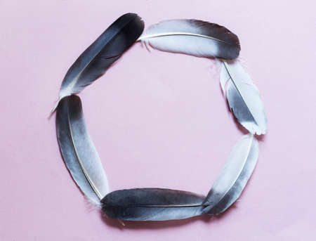 Feathers circle on pink background