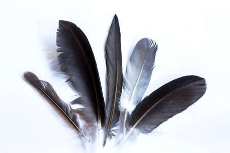 Various feathers on white background